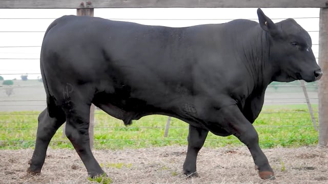 Lote 53