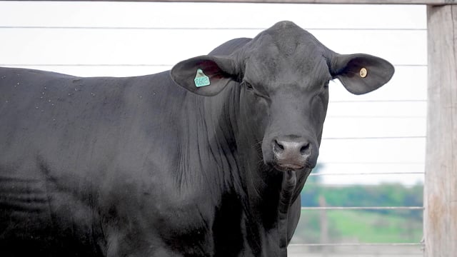 Lote 56