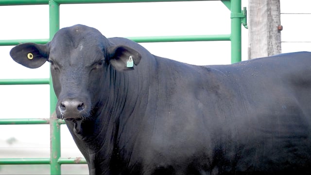 Lote 58