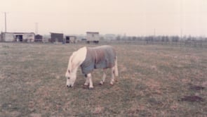 Related Embedded Video Item Thumbnail