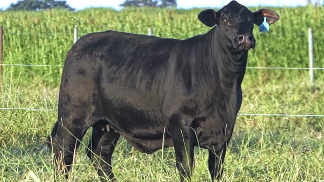 Lote 04