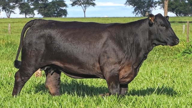 Lote 05