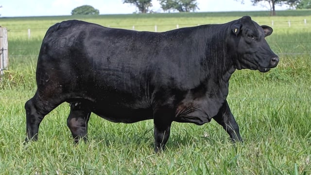 Lote 06