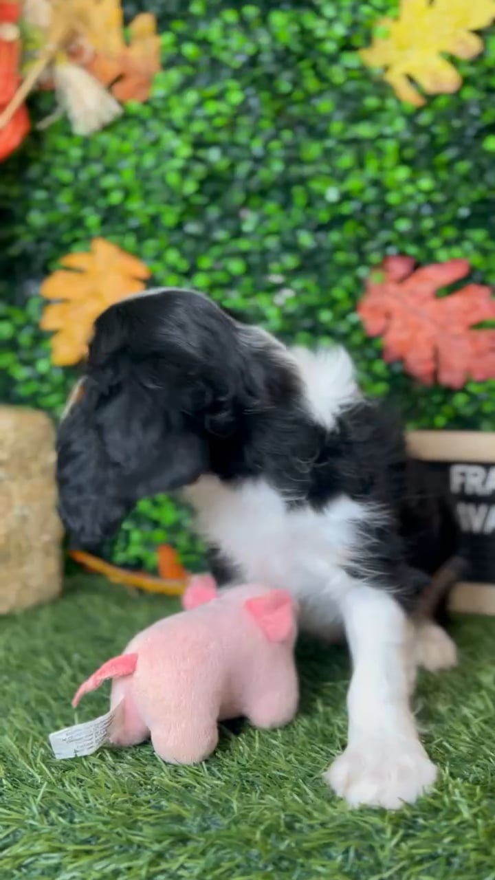 Male Cavalier King Charles Spaniel puppy named Frankie for sale at Pet Express Braintree. video thumbnail