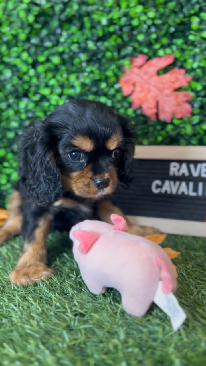 Female Cavalier King Charles Spaniel puppy named Raven for sale at Pet Express Braintree. video thumbnail