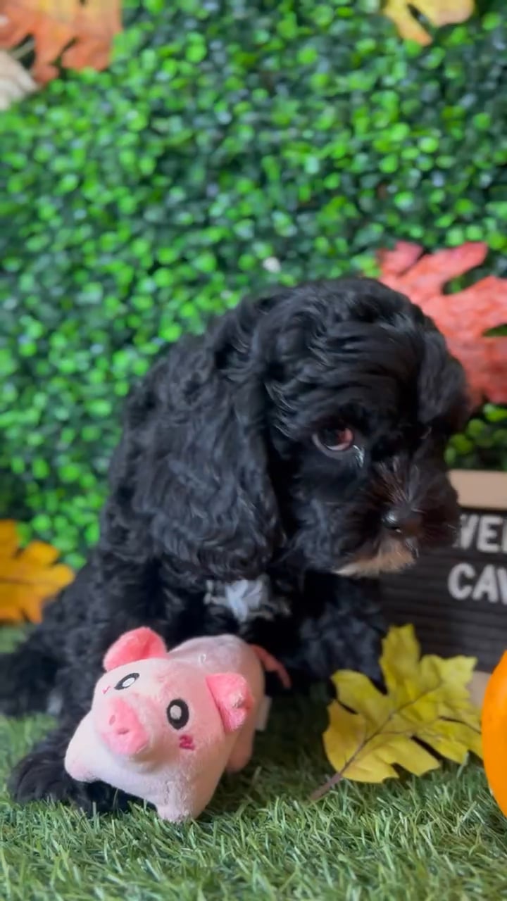 Female Cavapoo puppy named Wednesday for sale at Pet Express Braintree. video thumbnail