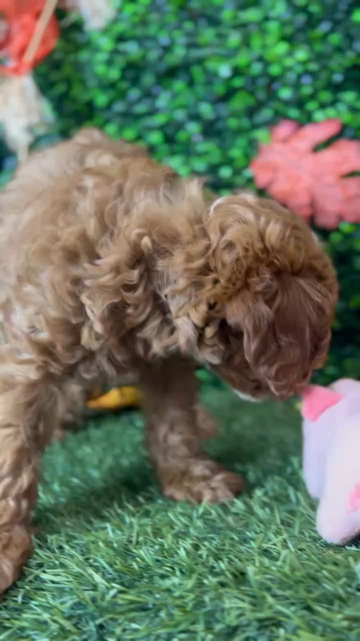 Male Cavapoo 2Nd Gen puppy named Pumpkin for sale at Pet Express Braintree. video thumbnail