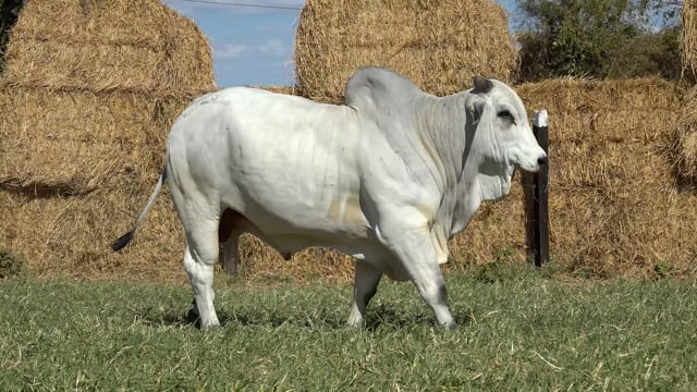 Lote 21
