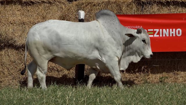 Lote 22