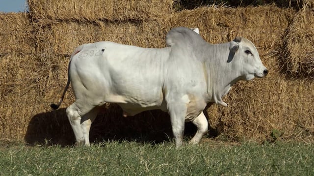 Lote 25