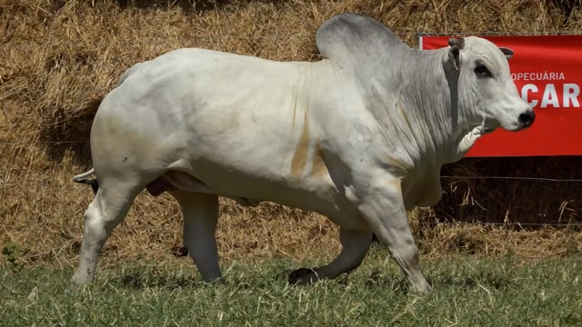 Lote 27