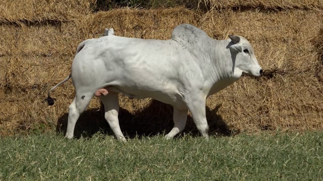 Lote 26