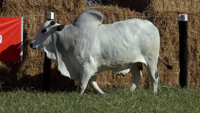Lote 29