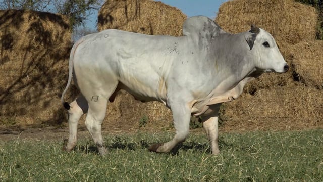 Lote 35