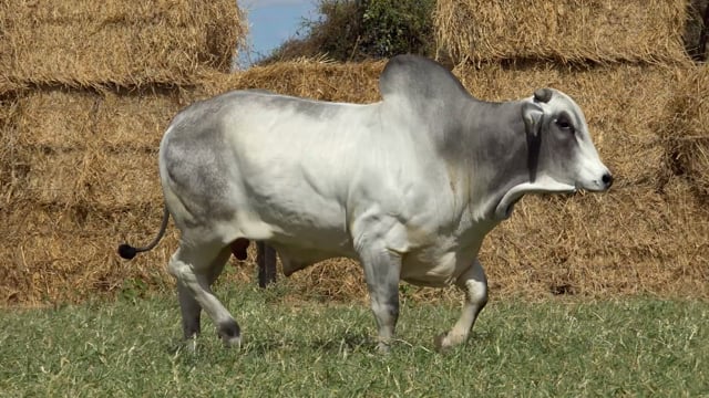 Lote 40