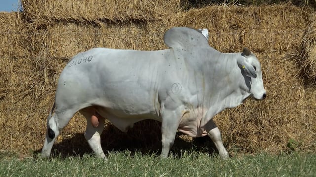 Lote 39