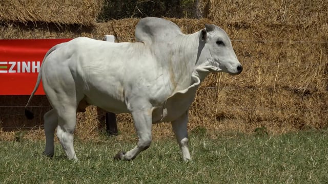 Lote 38