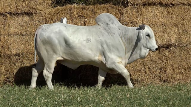 Lote 41