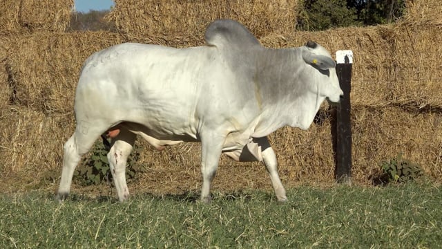 Lote 42