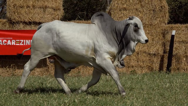 Lote 43