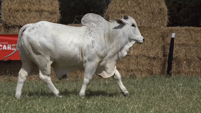 Lote 06