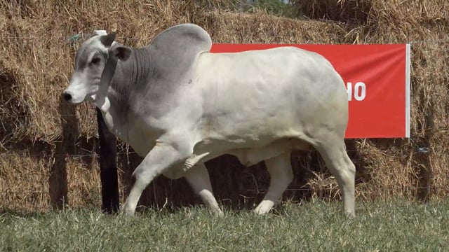 Lote 07