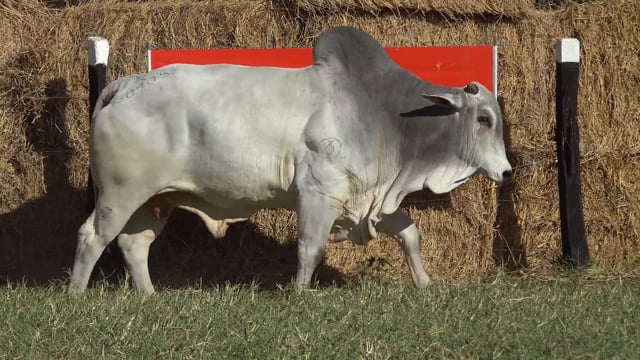Lote 10