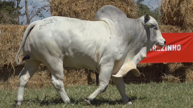 Lote 19
