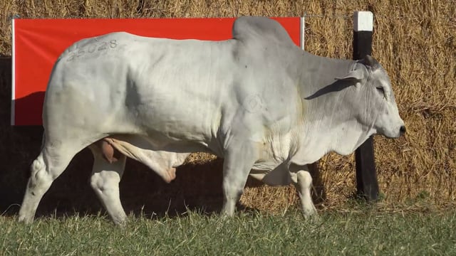Lote 20