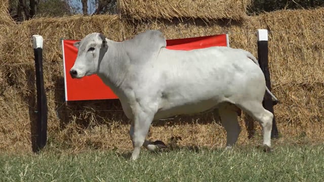 Lote 34