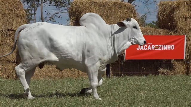 Lote 44