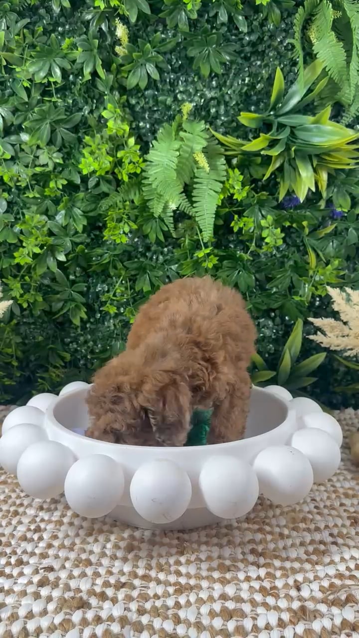 Female Mini Poodle puppy named Dee for sale at Puppy Dreams - Katy. video thumbnail