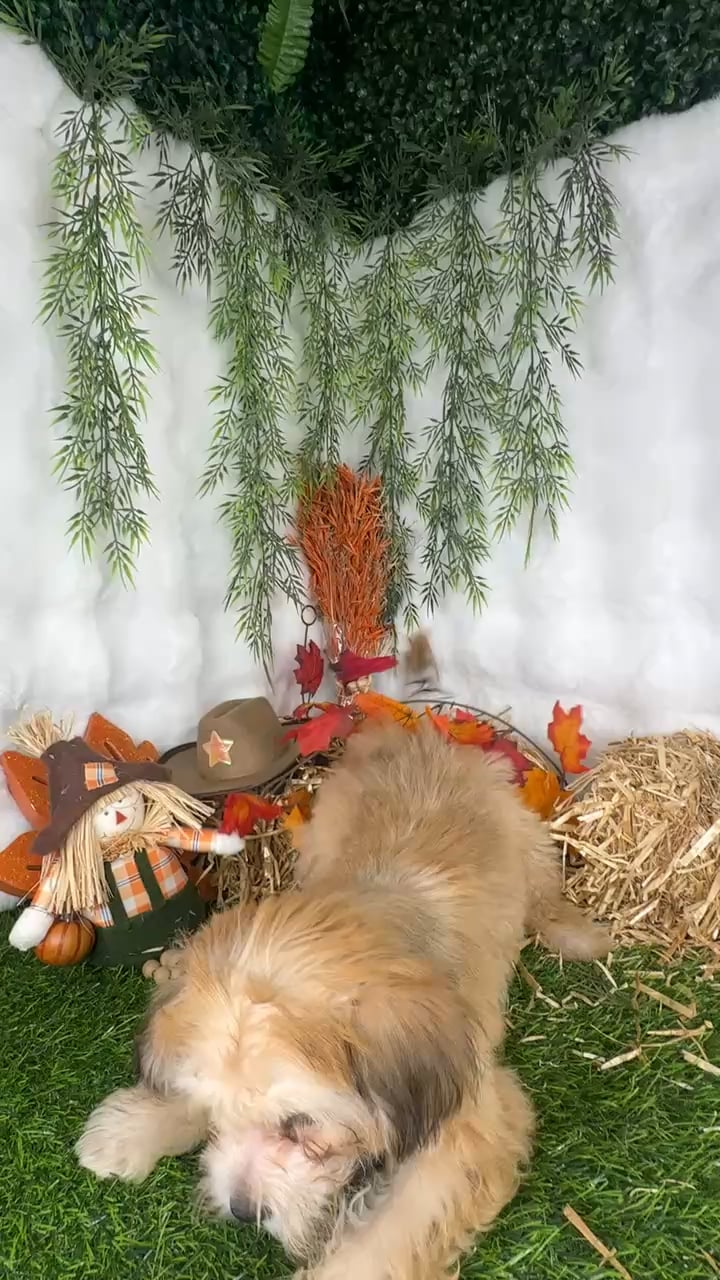 Male Teddy Bear puppy named Haribo for sale at Puppy Dreams - Denton. video thumbnail