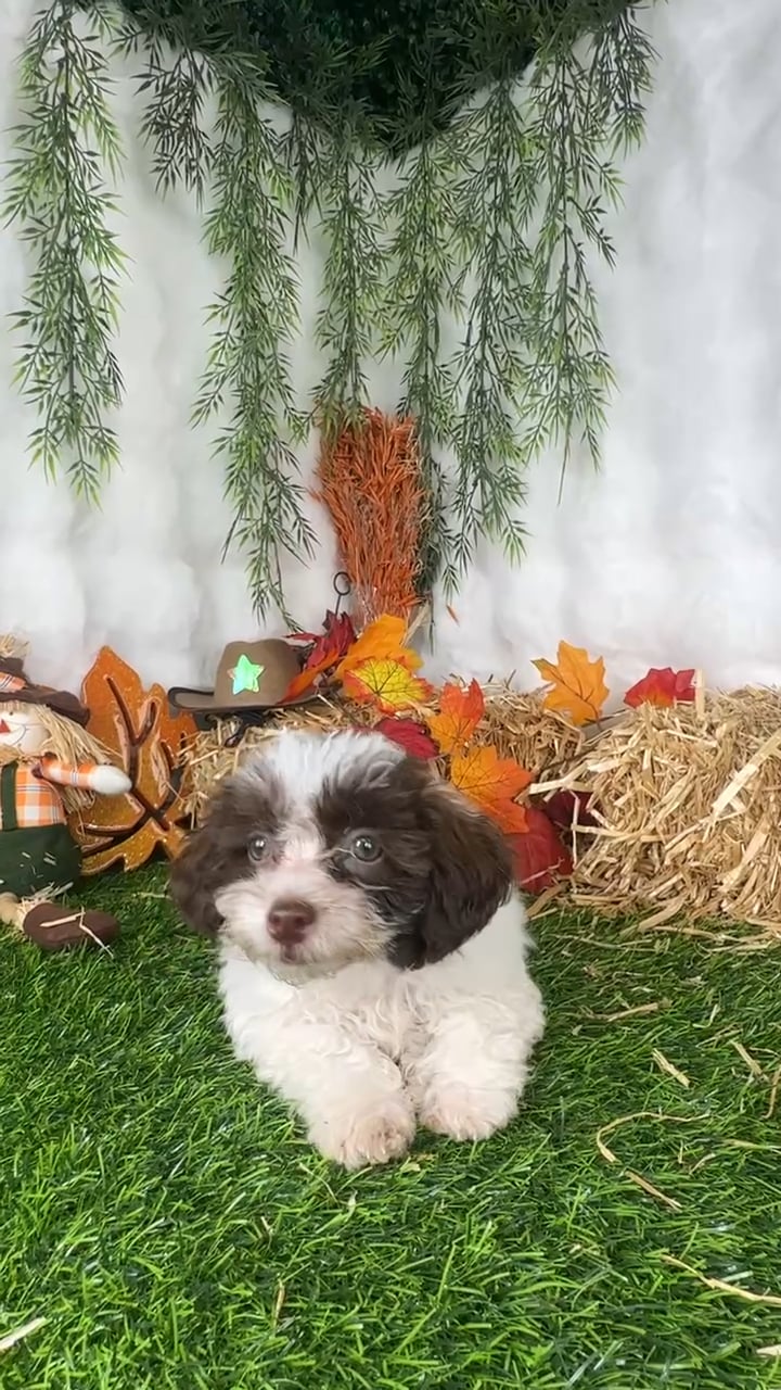 Male Shipoo puppy named Texas for sale at Puppy Dreams - Denton. video thumbnail