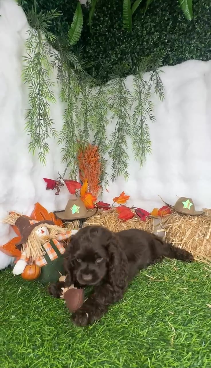 Male Cocker Spaniel puppy named Pudding for sale at Puppy Dreams - Denton. video thumbnail