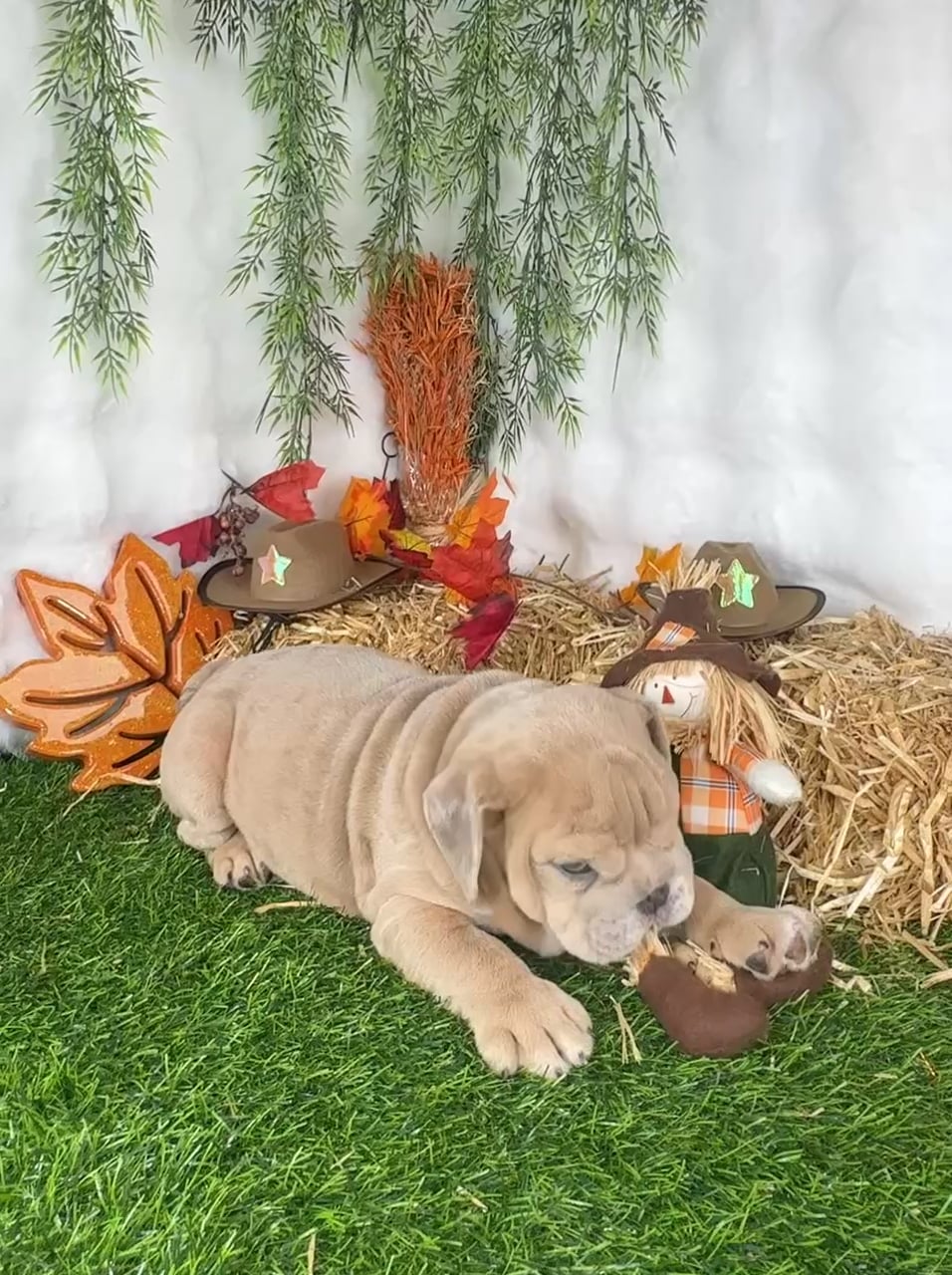 Female English Bulldog puppy named Cheeto for sale at Puppy Dreams - Denton. video thumbnail