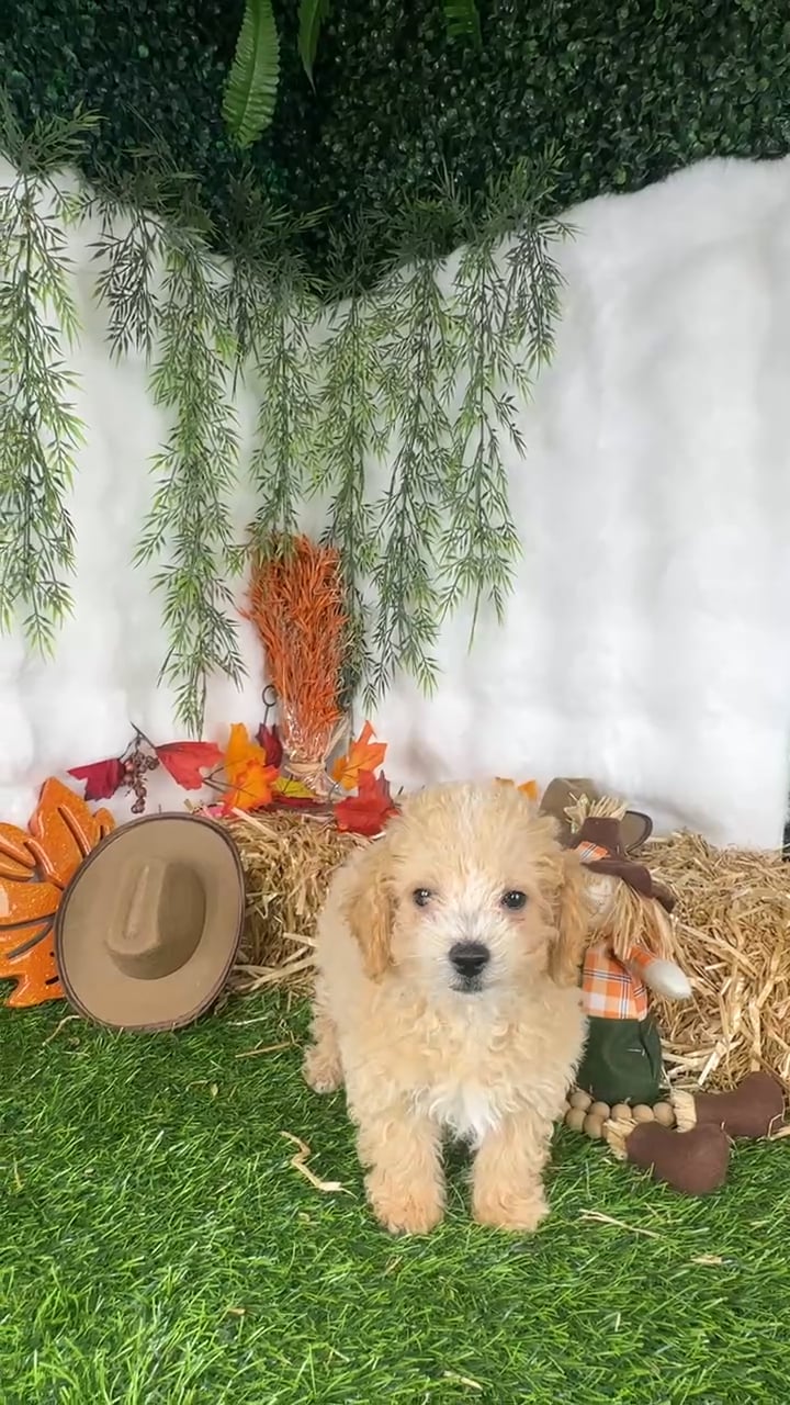 Male Bichon-Poodle puppy named Miata for sale at Puppy Dreams - Denton. video thumbnail