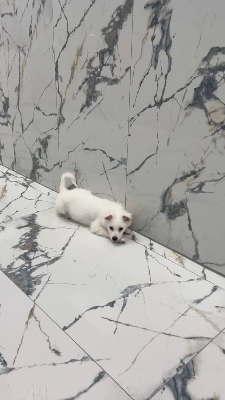 Male American Eskimo puppy named Cowboy for sale at Puppy Dreams - Denton. video thumbnail