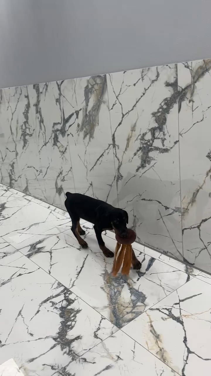 Female Doberman Pinscher puppy named Bean for sale at Puppy Dreams - Denton. video thumbnail