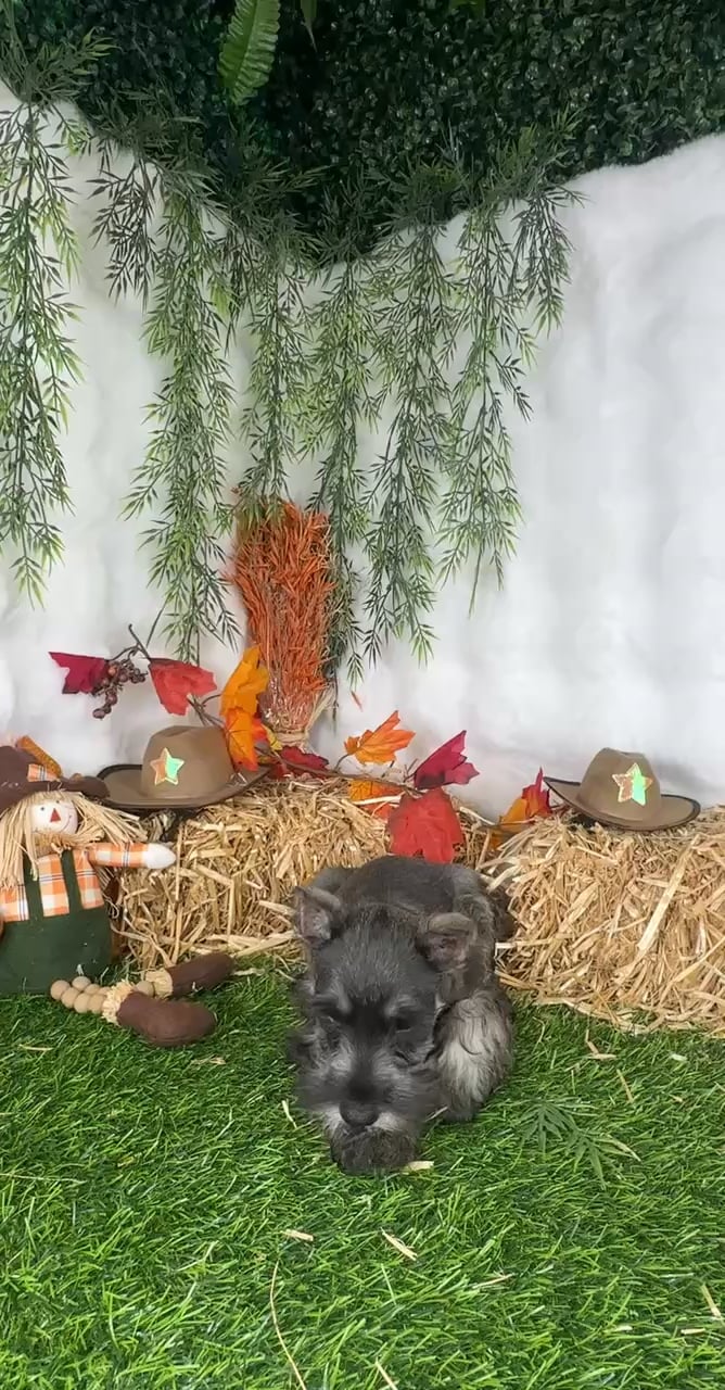 Female Mini Schnauzer puppy named Sundae for sale at Puppy Dreams - Denton. video thumbnail