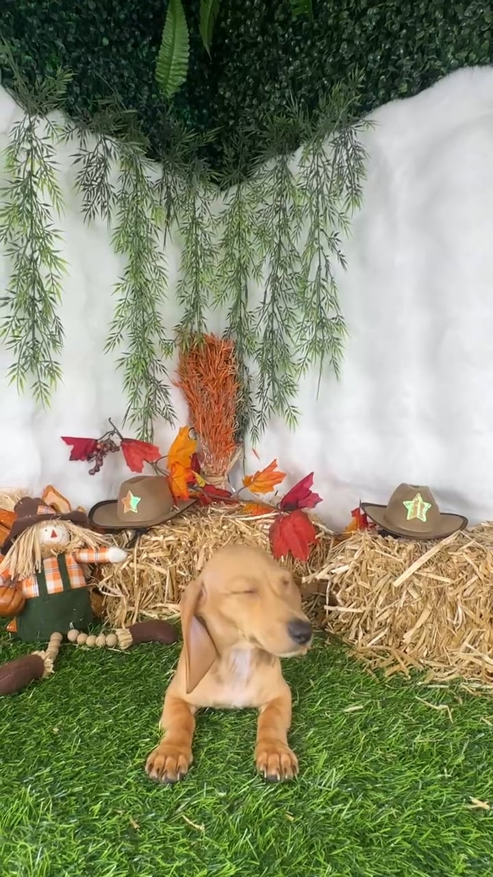 Female Dachshund puppy named Smarty for sale at Puppy Dreams - Denton. video thumbnail