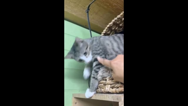 Enlarge Rainy - sweet kitty, a Adoptable mixed breed in Seabrook, NH video 4/6