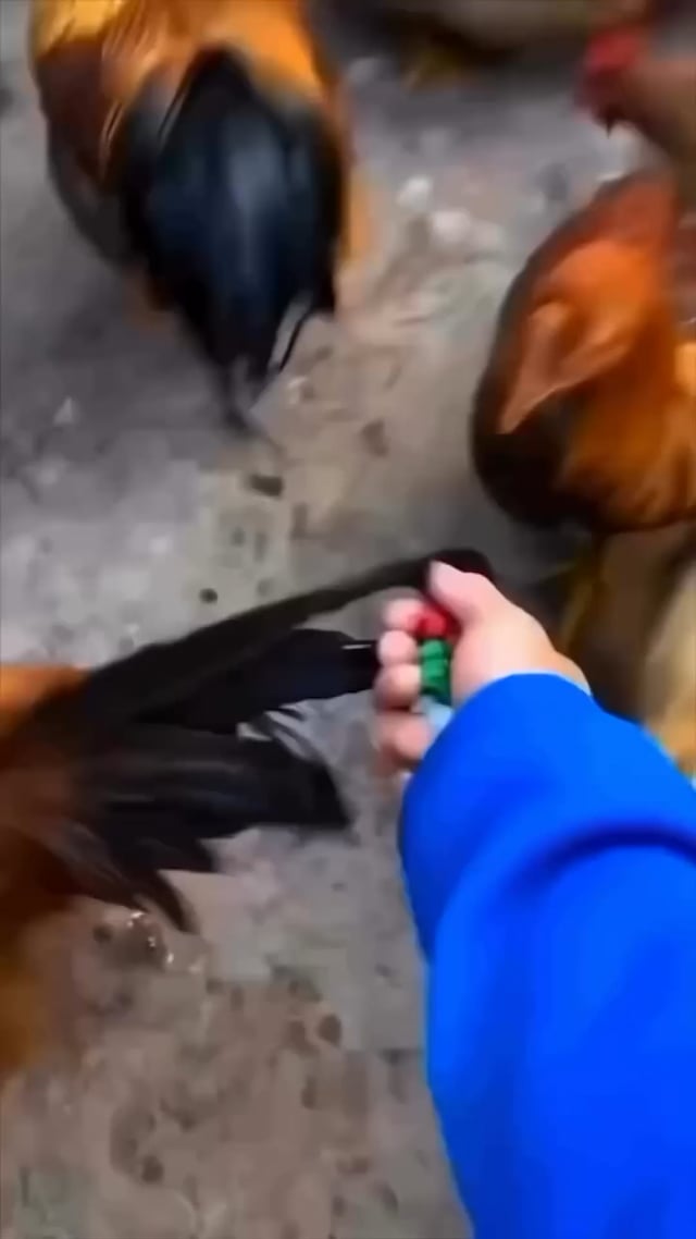 Nos ailes de poulet ont fait 2,6M de vues