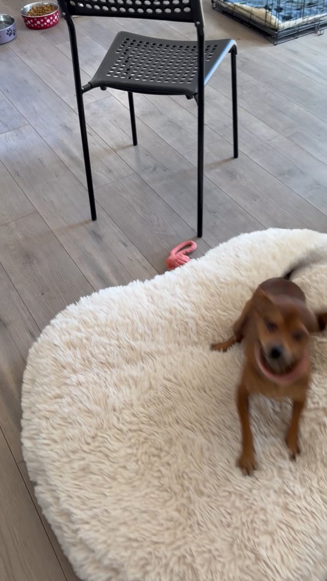 Enlarge Nugget - Adopt Me!, a Adoptable mixed breed in Lake Forest, CA video 6/6