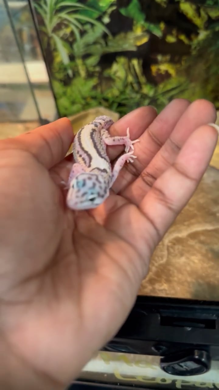 Unknown Leopard Gecko reptile for sale at New Haven. video thumbnail