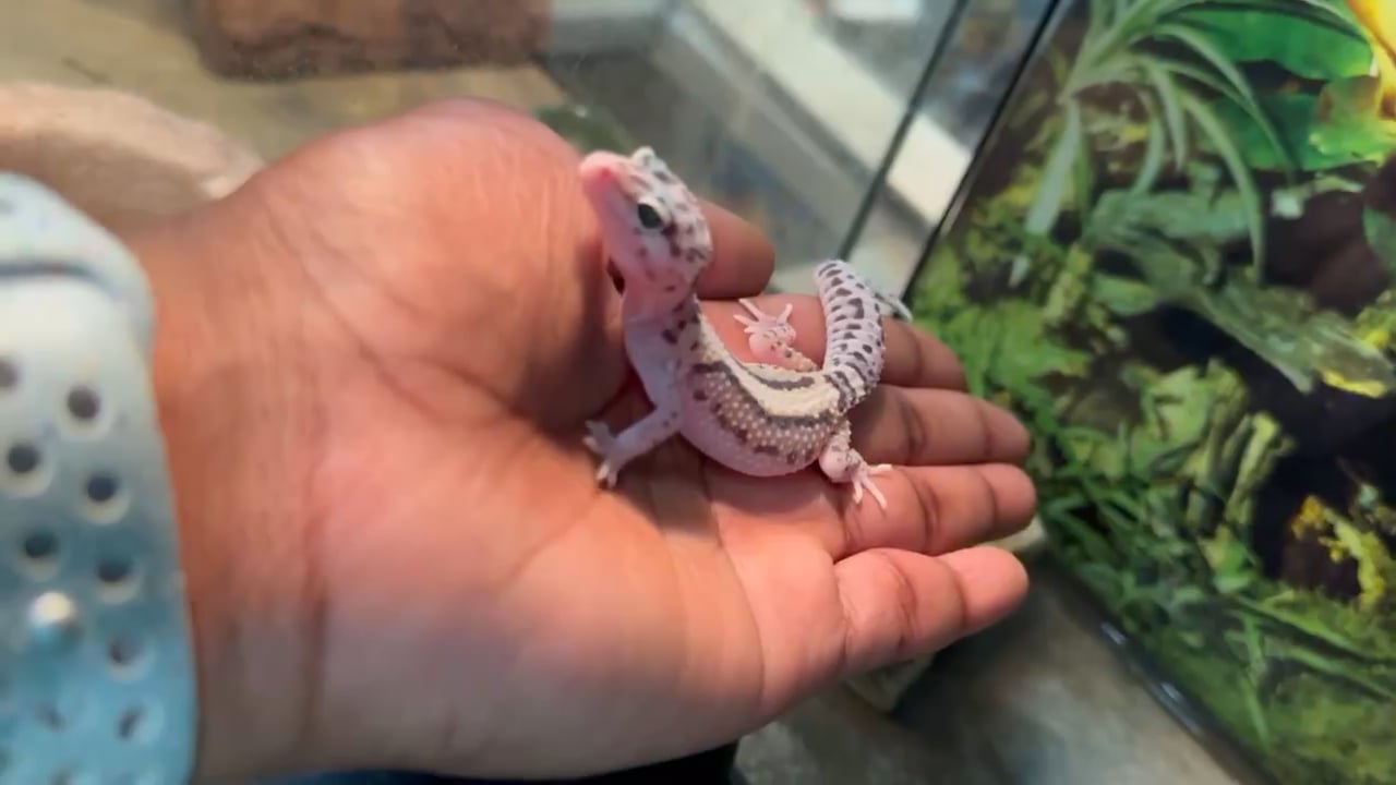 Unknown Leopard Gecko reptile for sale at New Haven. video thumbnail