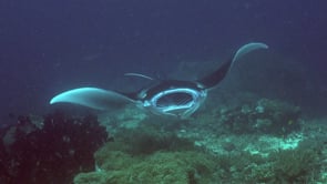1210_manta rays feeding on coral reef