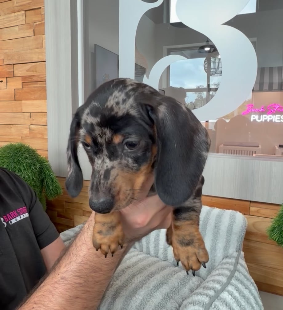 Male Mini Dachshund puppy named Steel for sale at Beach Blvd. video thumbnail
