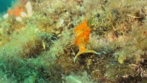2126_Orange Flabellina Nudibranch close up underwater in Spain