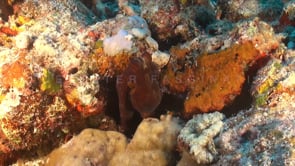 0567_octopus changing color